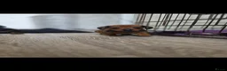 Miniature Dachshund dogs for sale: Miniature daschound REDUCED ££650££ - Advert 12