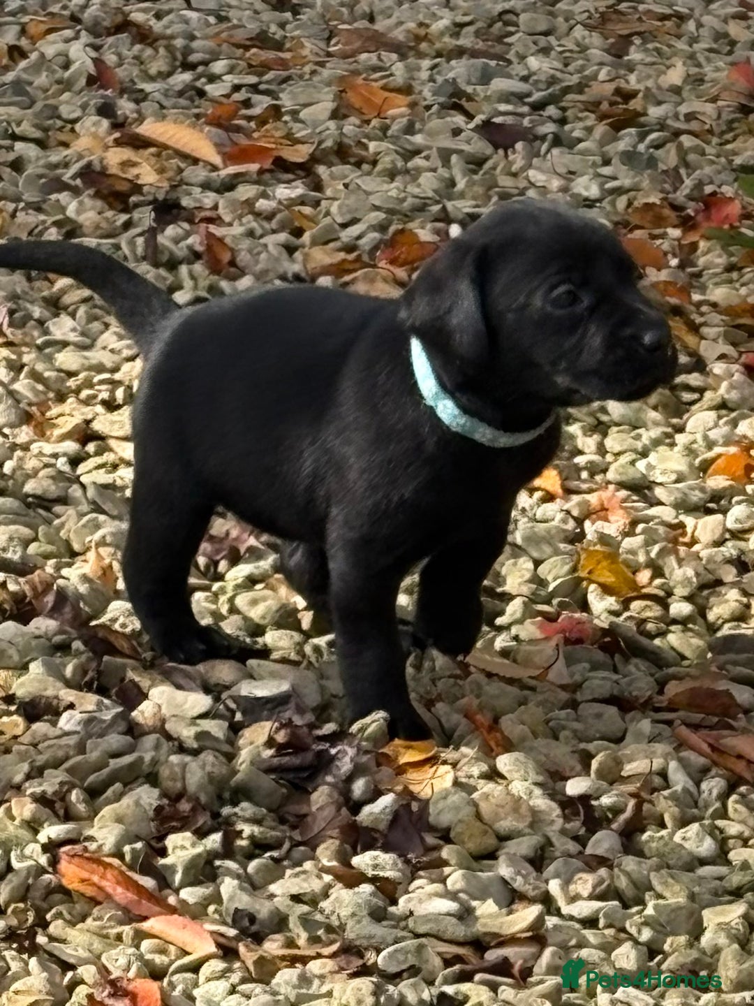 Labrador Retriever dogs for sale: Labrador Puppies - Image 7
