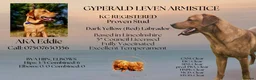 Labrador Retriever dogs for sale: Kc registered fully health tested Labrador puppies - Advert 9