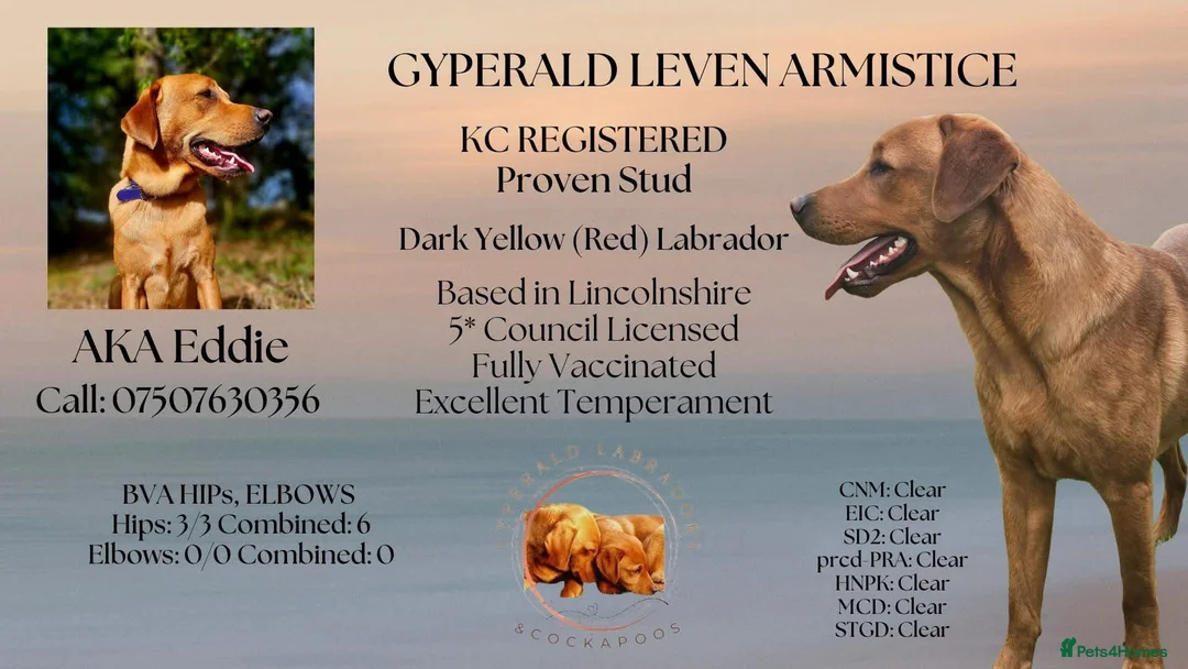 Labrador Retriever dogs for sale: Kc registered fully health tested Labrador puppies - Advert 16