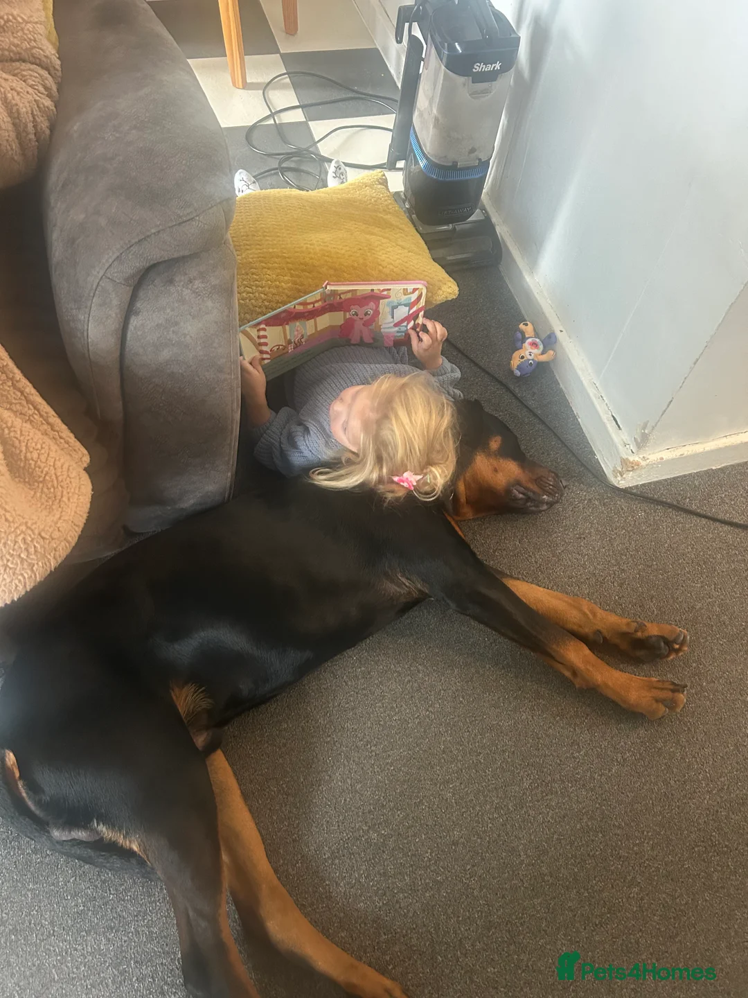 Dobermann dogs for sale: BEAR Rottweiler cross Doberman 💙 - Advert 4
