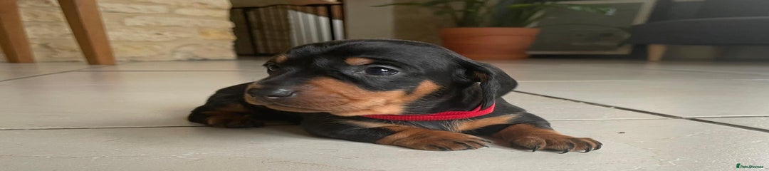 Miniature Dachshund Puppy 2