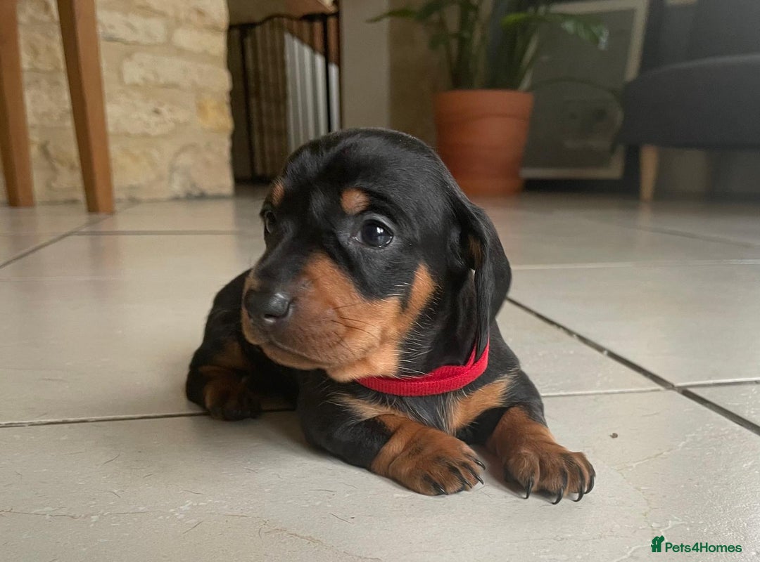 Miniature Dachshund dogs for sale: KC Registered Miniature Dachshund Puppies    - Image 9