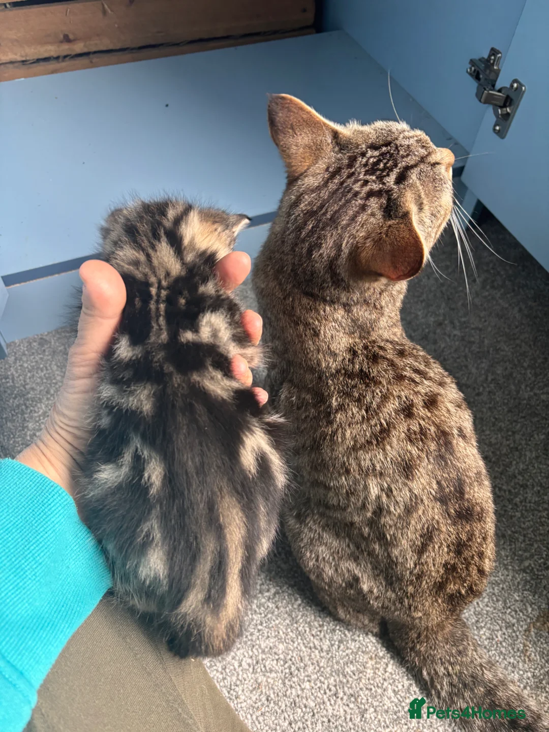 Mixed Breed cats for sale: Adorable Boy Kitten Looking for His Forever Home in Romsey - Advert 3