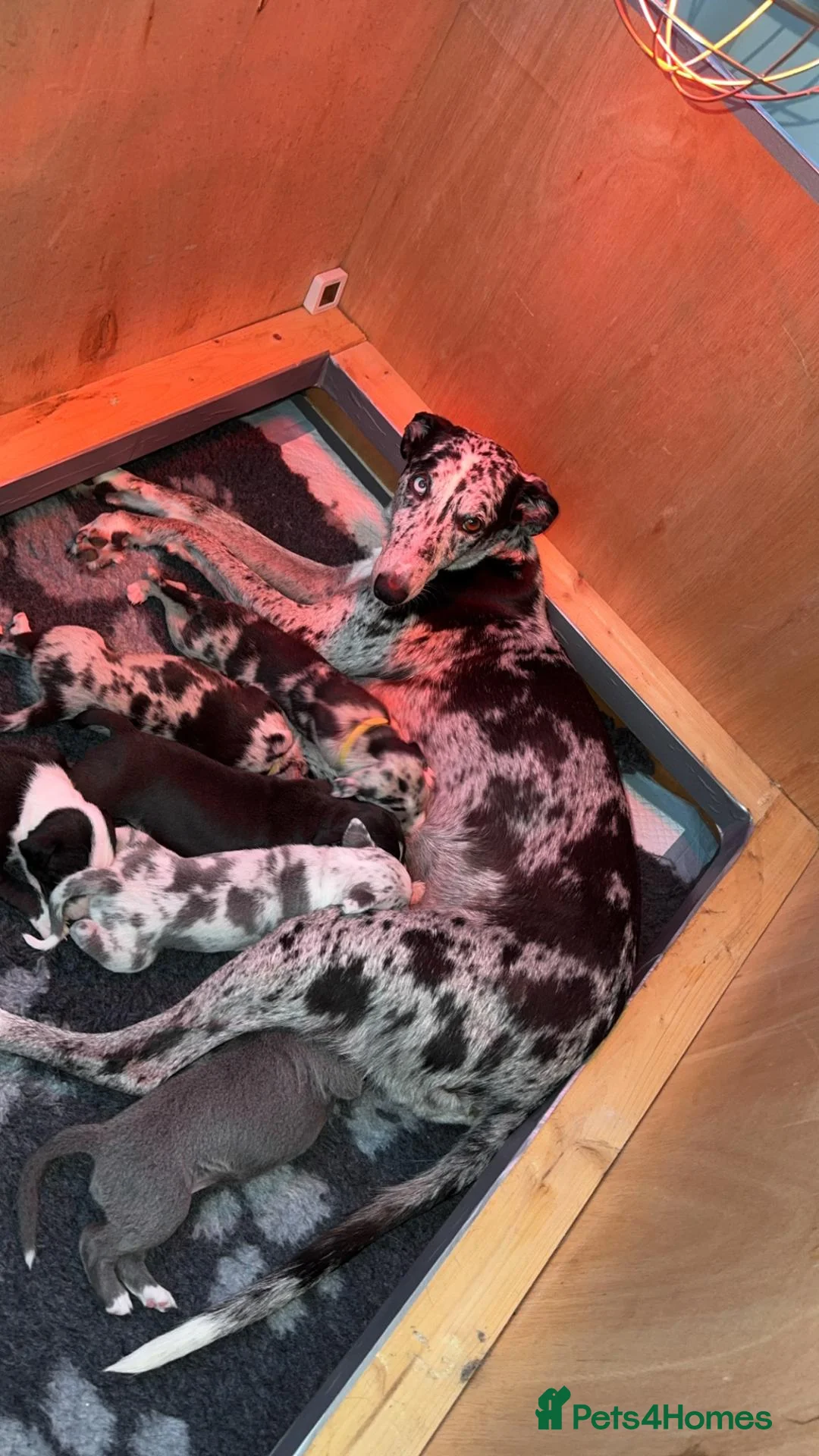 Mixed Breed dogs for sale: 3/4 whippet 1/4 collie pups - Advert 10