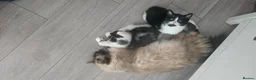 Ragdoll cats for sale: Mix ragdoll kittens  in Enfield - Advert 3