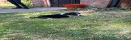 Border Collie dogs for sale: Border collie puppies  - Advert 19