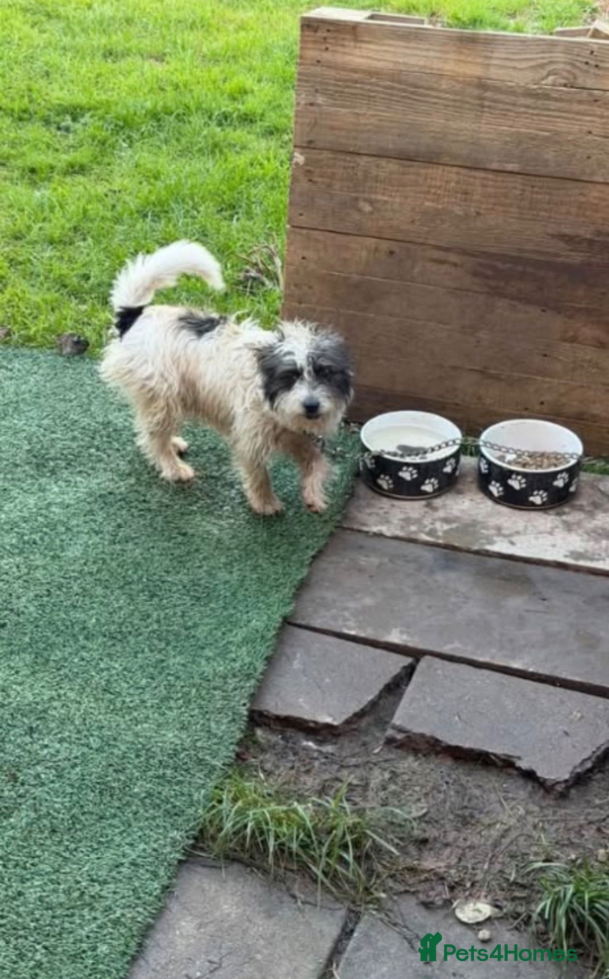 Jack Russell dogs for sale: Jack Russel terrier  - Advert 4