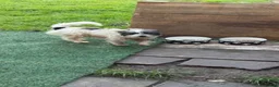 Jack Russell dogs for sale: Jack Russel terrier  in Wolverhampton - Advert 1