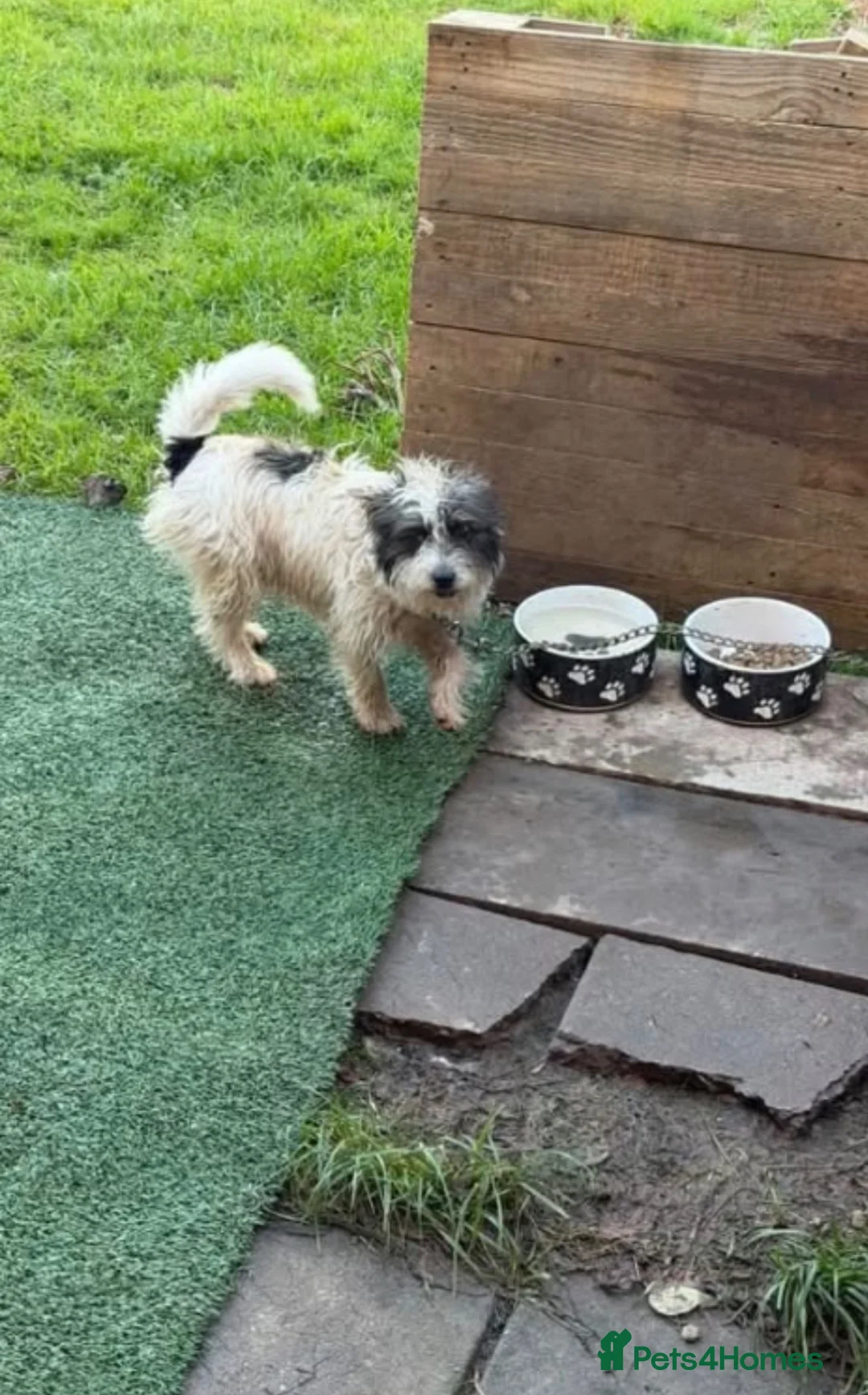 Jack Russell dogs for sale: Jack Russel terrier  in Wolverhampton - Advert 1