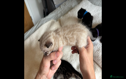 Bengal cats for sale: 4 Rare Tica Registered Bengal Kittens - Image 33
