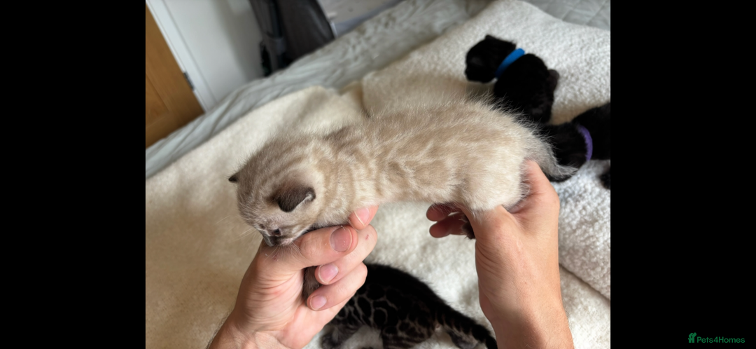 Bengal cats for sale: 4 Rare Tica Registered Bengal Kittens - Image 33