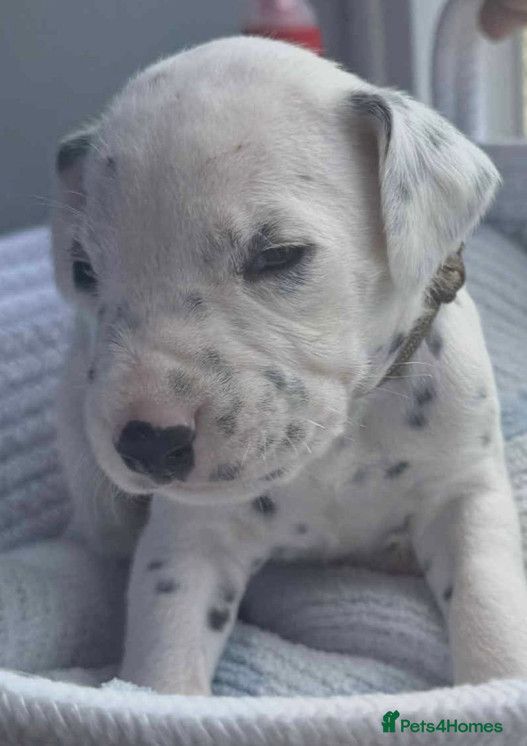 Dalmatian dogs for sale: Dalmatian puppies  - Image 17