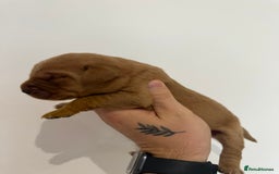 Labrador Retriever dogs for sale: Working Class Fox Red Labs  - Image 16