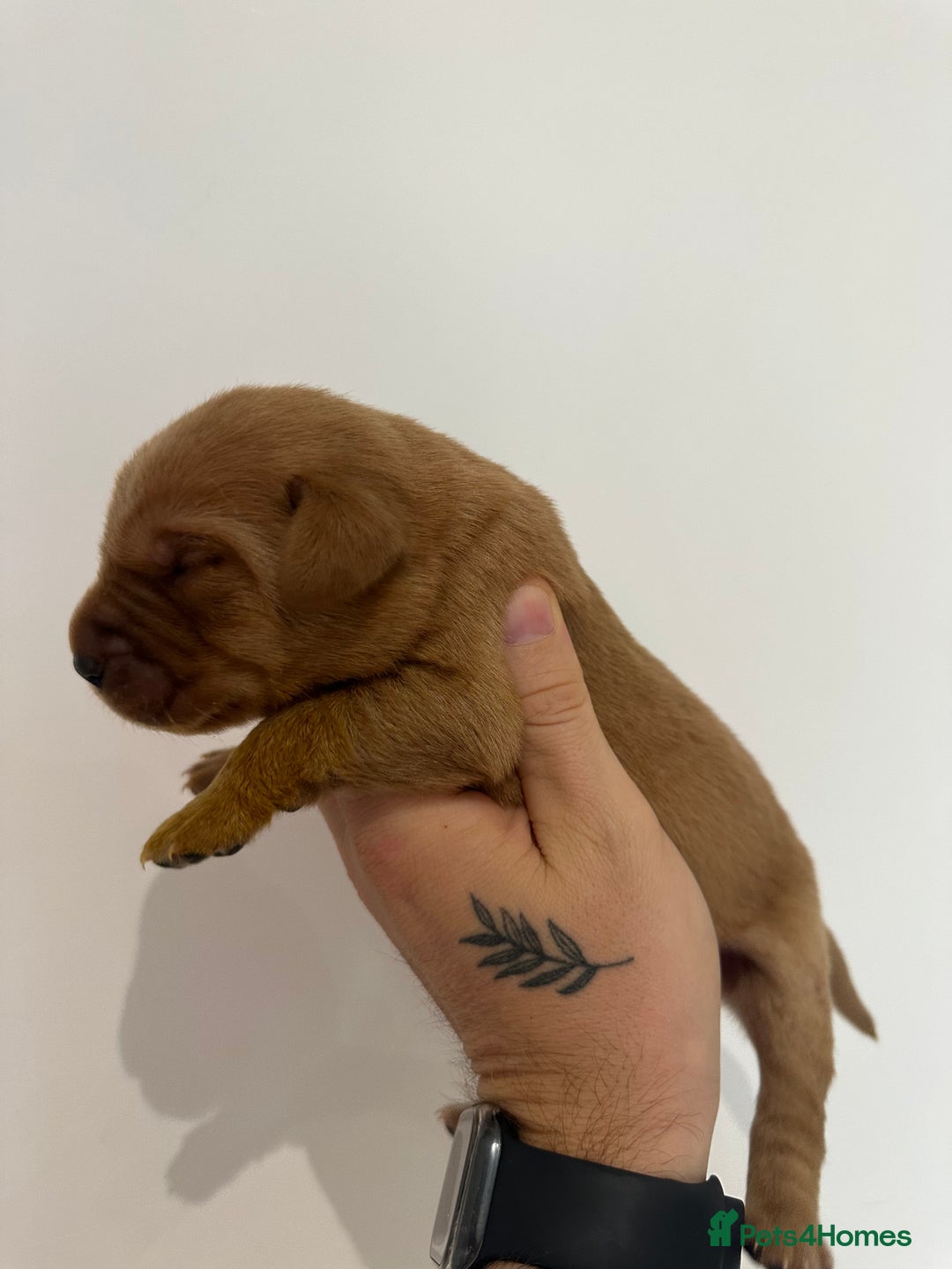 Labrador Retriever dogs for sale: Working Class Fox Red Labs  - Image 16