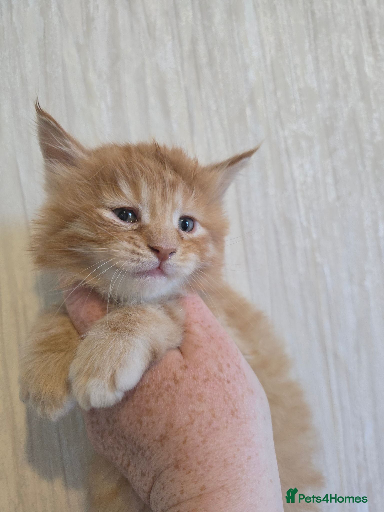 Maine Coon cats Red Maine Coon Chunky Large TICA Kittens - Advert 1