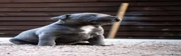 Staffordshire Bull Terrier dogs for sale: Amazing Staffordshire bull terrier litter!  in Welwyn Garden City - Advert 20