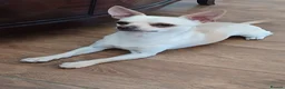 Chihuahua dogs for sale: Chihuahua Boy - Advert 9