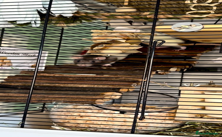 Rat rodents - Advert 4
