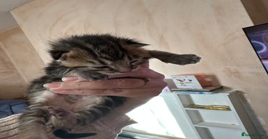 Mixed Breed cats 2 adorable kittens ready on the 4th of Jan - Advert 7