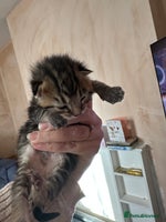 Mixed Breed cats 2 adorable kittens ready on the 4th of Jan - Advert 3