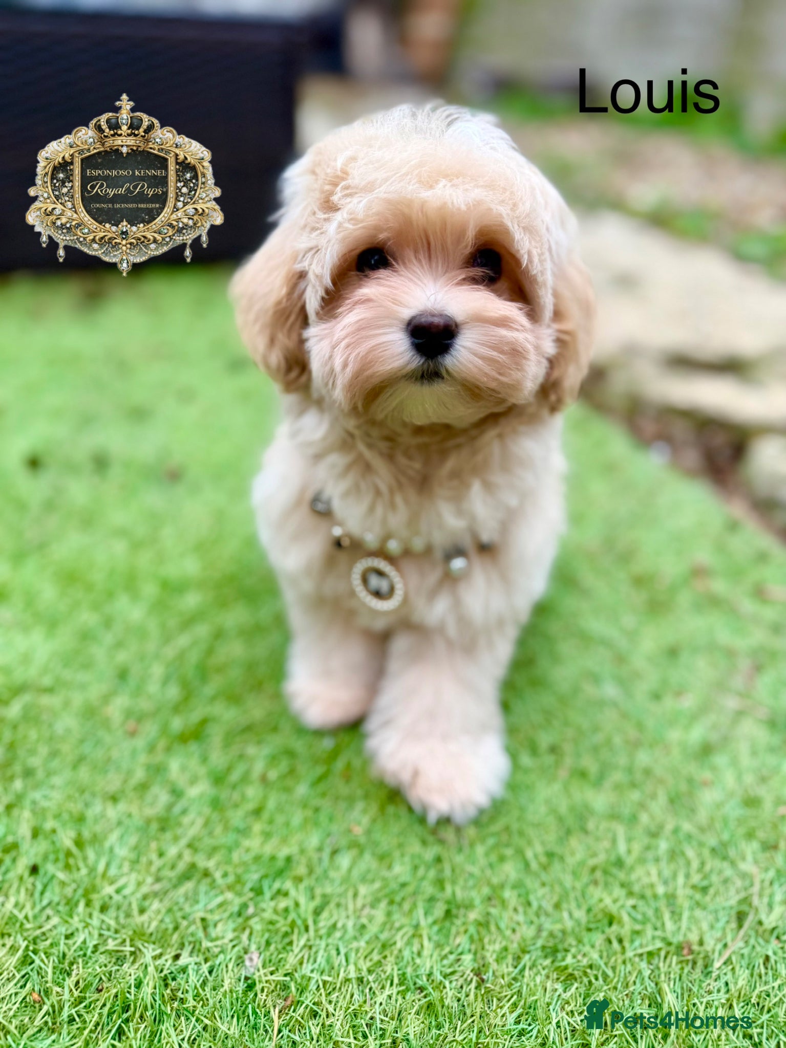 Maltipoo dogs ✨Exquisite F1 tiny Asian maltipoo Champion blood✨ - Advert 17