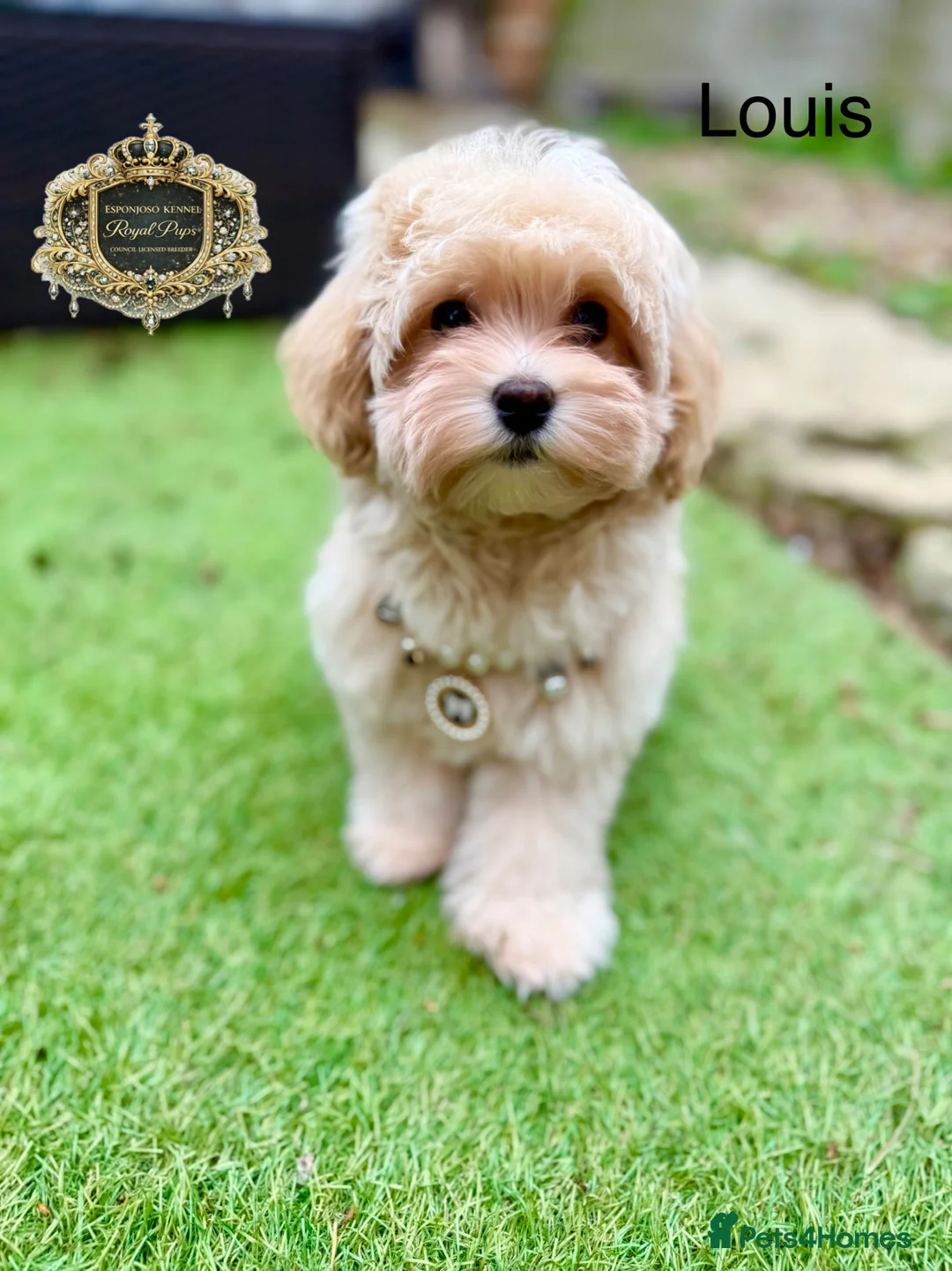 Maltipoo dogs for sale: ✨Exquisite F1 tiny Asian maltipoo Champion blood✨ - Advert 1