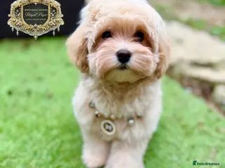 Maltipoo dogs ✨Exquisite F1 tiny Asian maltipoo Champion blood✨ - Advert 17