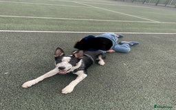 Border Collie dogs for sale: Nala Beautiful, short hair border collie female  - Image 9
