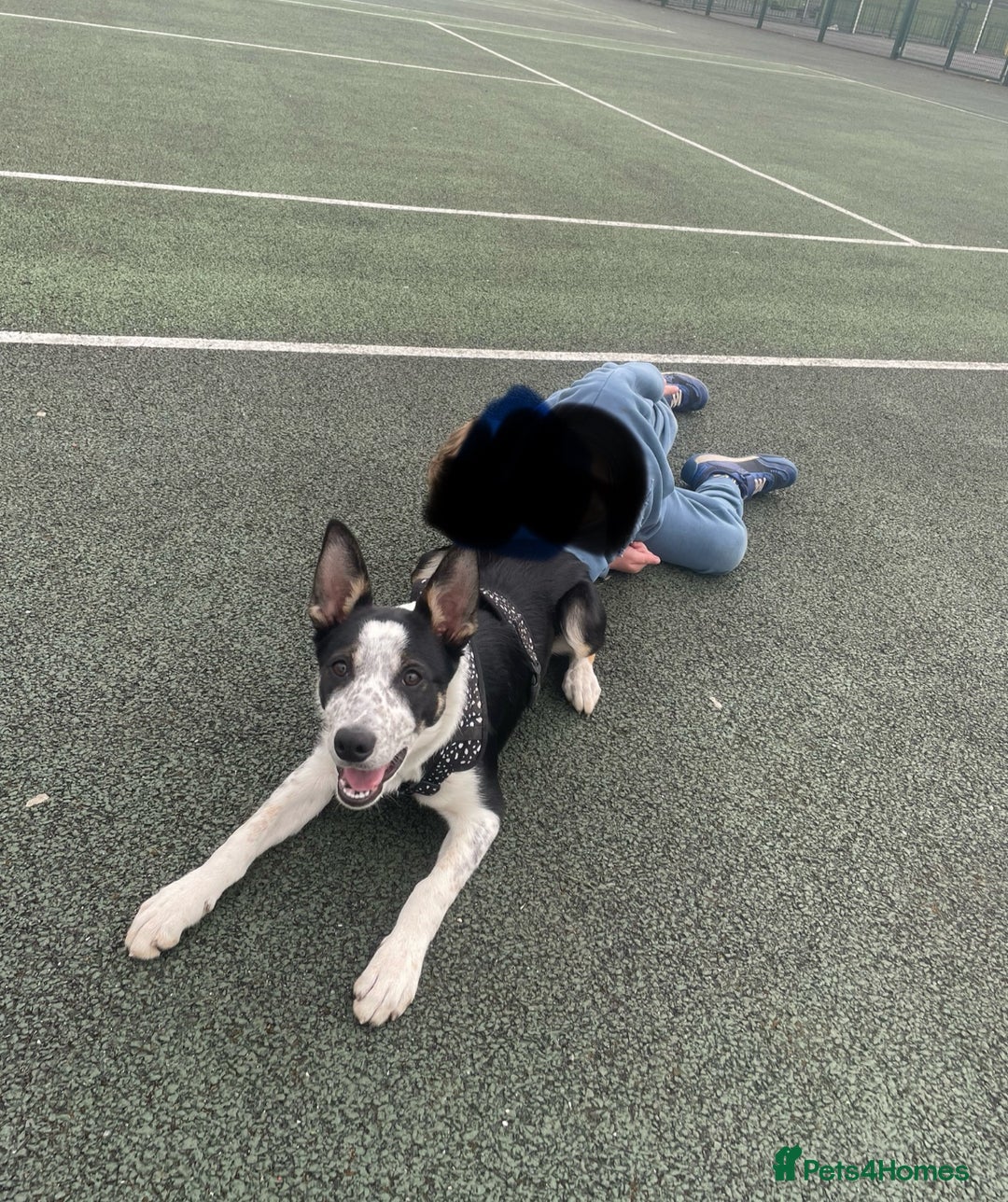Border Collie dogs for sale: Nala Beautiful, short hair border collie female  - Image 9
