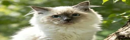Ragdoll cats for sale: GCCF 5Gen Pedigree Blue Mitted Kittens - Advert 4
