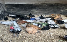 Chickens poultry for sale: Lots of Hens Poultry Chickens Available  - Image 1
