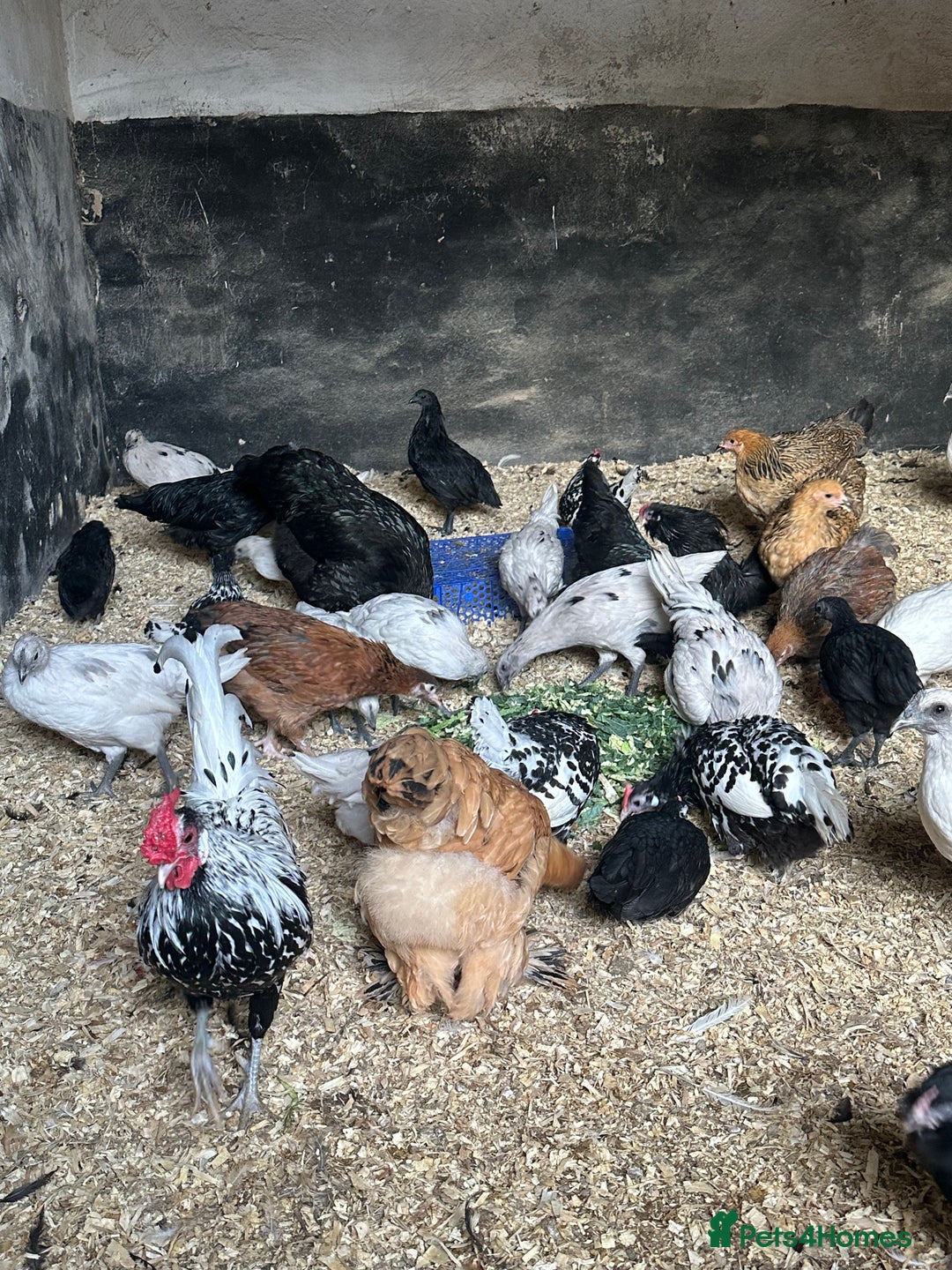 Chickens poultry for sale: Lots of Hens Poultry Chickens Available  - Image 1