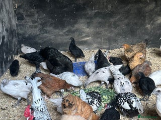 Chickens poultry - Advert 11