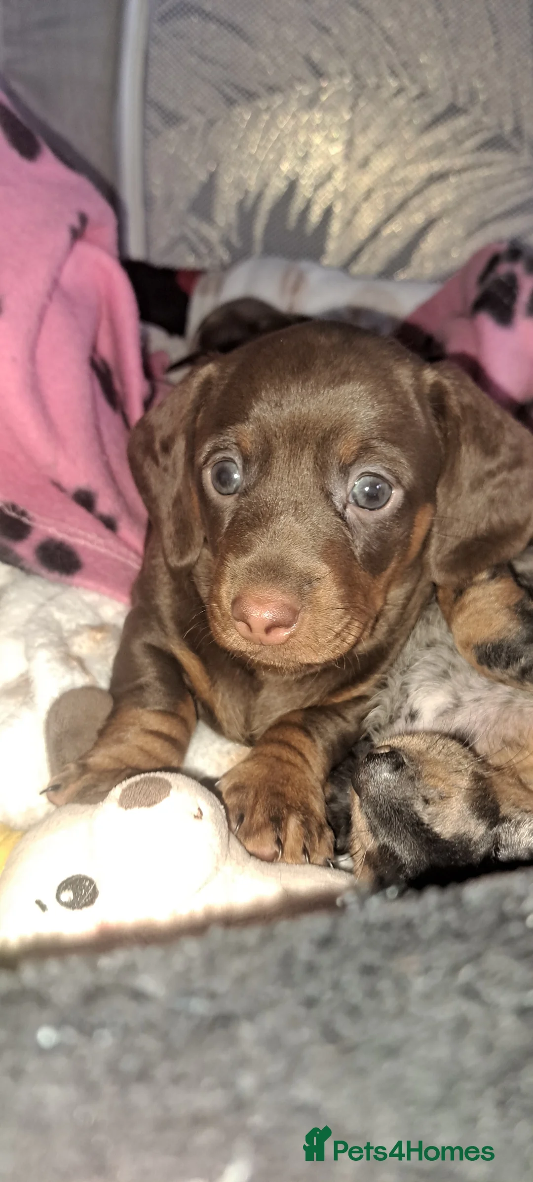 Miniature Dachshund dogs for sale: My most stunning mini-dachunds x - Advert 2
