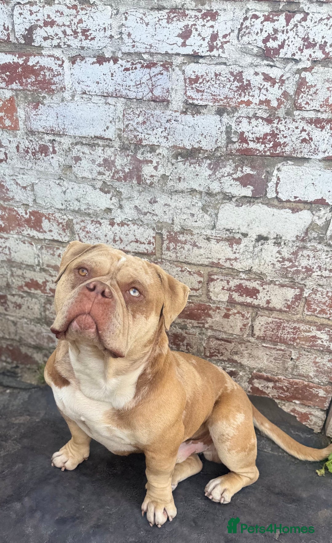 American Bully dogs for sale: Looking for a forever home for our boy marshall - Advert 3