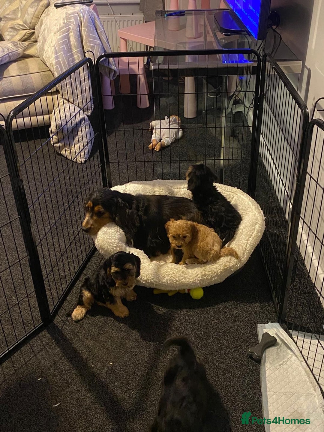 Cockapoo dogs for sale: ADORABLE COCKAPOO PUPPIES  - Advert 4