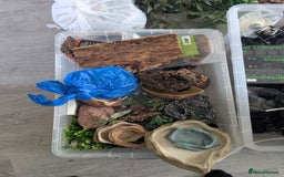 Dragon reptiles for sale: Reptile accessories  - Image 5