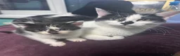 Mixed Breed cats for sale:     Mummy’s Little Mini-Me Kittens 🖤🤍 - Advert 3