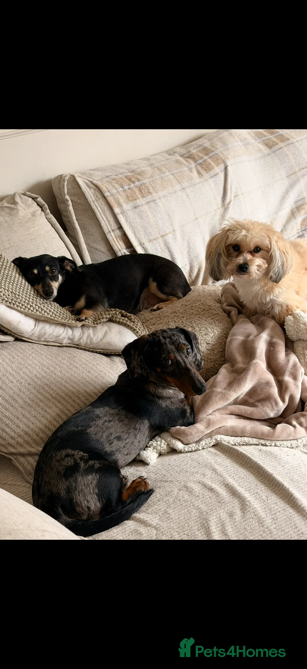 Dachshund dogs for sale: Dachshund puppy for sale  - Advert 4