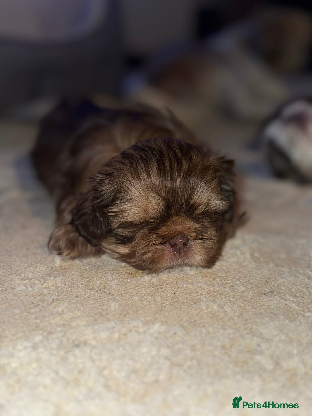 Shih Tzu dogs for sale: Shih tzu  - Advert 1