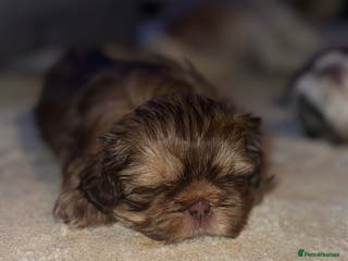 Shih Tzu dogs Shih tzu - Advert 9