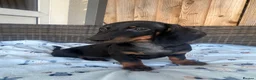 Dachshund dogs for sale: Dachshund  - Advert 9