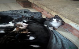 British Shorthair cats for sale: mixed tabby, black and white kittens  - Image 6