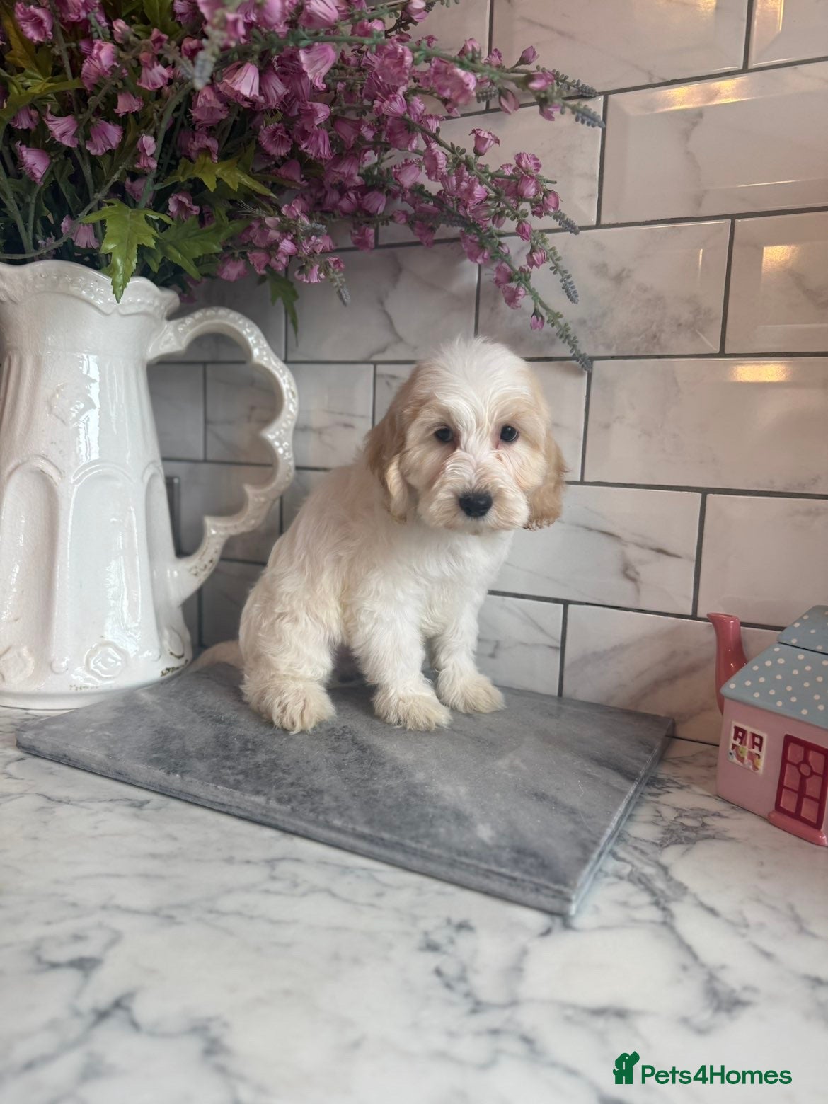 Cavapoo dogs Cavapoo boys and girls  - Advert 17