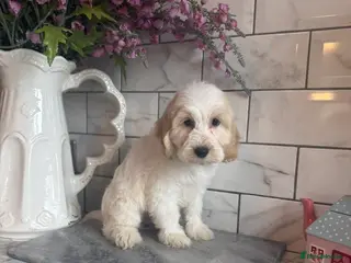 Cavapoo dogs Cavapoo boys and girls - Advert 17