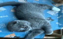 Mixed Breed cats for sale: Sweet Crossbreed Kitten Looking for a Loving Home - Image 5