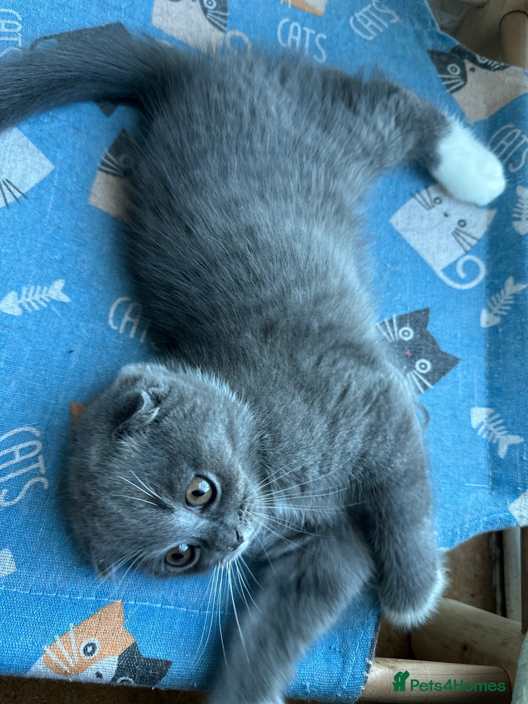 Mixed Breed cats for sale: Sweet Crossbreed Kitten Looking for a Loving Home - Image 5
