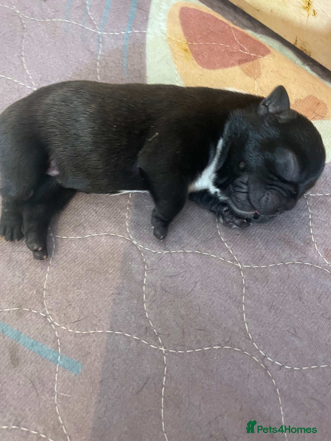French Bulldog dogs for sale: KC Reg Frenchie Puppies - Image 6