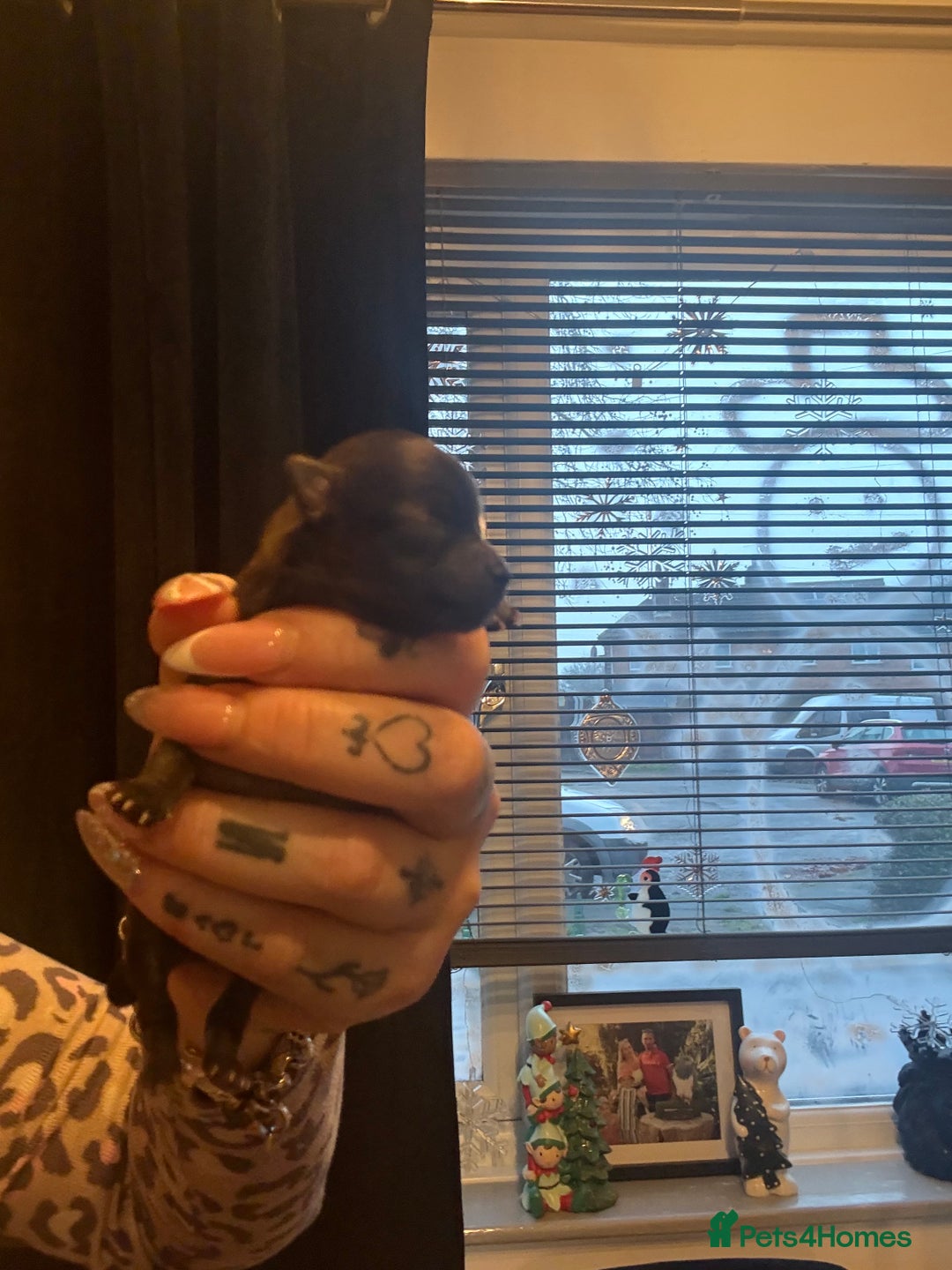 Pomeranian dogs for sale: Beautiful tiny Pomeranian puppies  - Advert 15